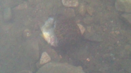 Малка костенурка яде риба