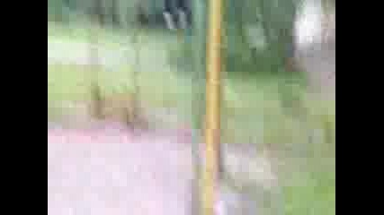 Lqtq6tiq Balgarin