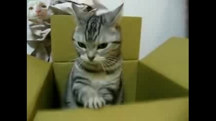 Котка Изпраща Sos Съобщение - Смях !!
