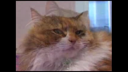 Пияна Котка