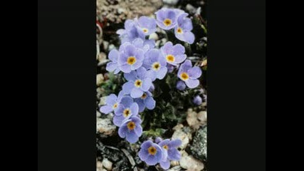 Sanguis Et Cinis - Roses and forget me not