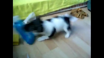 Puppy Vs. Mouth Wash Bottle