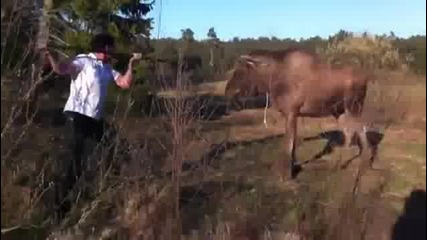 Man Vs Moose