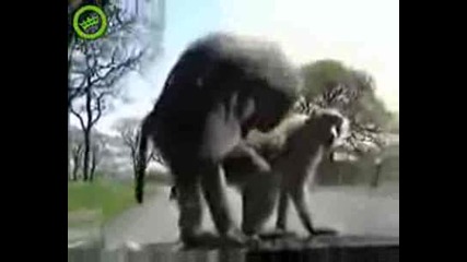 Маймуни се Шибат на Капака