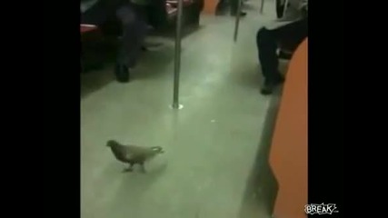 Pigeon Takes Ride On Subway 
