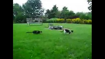 Смешна атака на котка