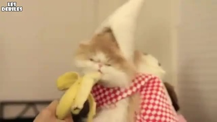 Сладко Коте Похапва Банан 