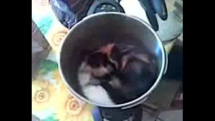 лудо коте в тенджера