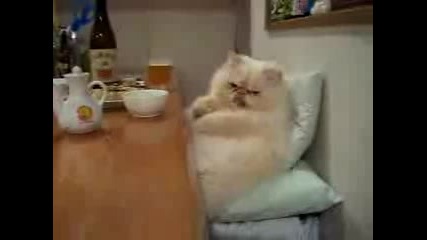 Котка С Маниери