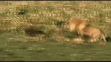 National Geographic - Lion 1/5