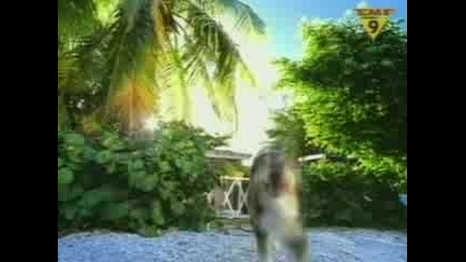 Baha Men - Who Let The Dogs Out