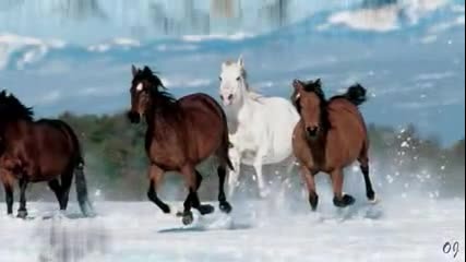 Коне през зимата - Horses In The Winter.