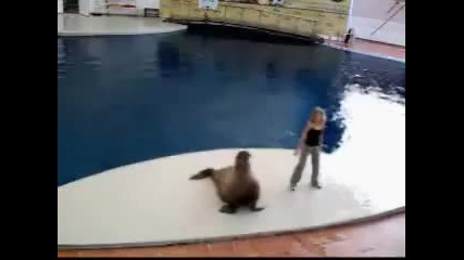 Танцуващ тюлен много яко