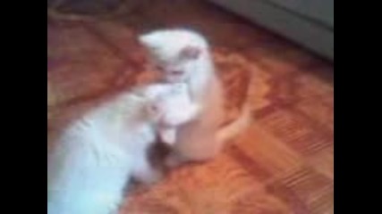 Котешка любов-такова нещо не сте виждали