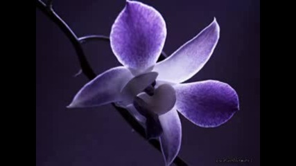Yanni - With An Orchid