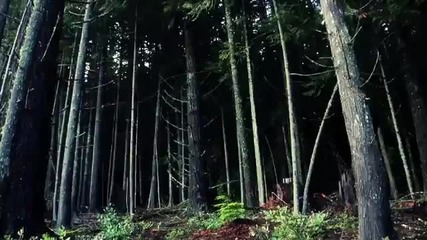 Amazing Freeride Forest