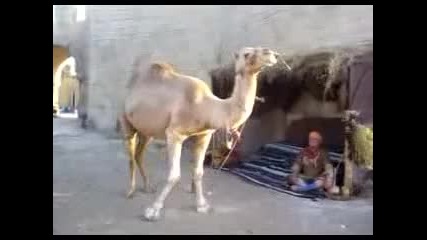 - танцът На Камилата
