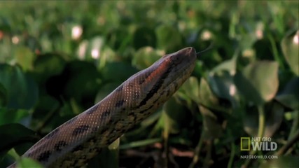 World's Deadliest - Anaconda Devours World's Largest Rodent-1