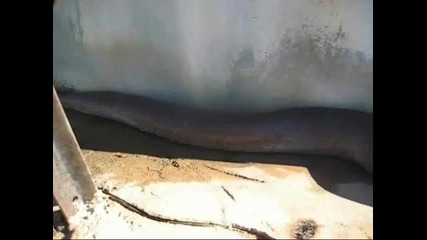 Най голямата змия в света 2010 година Гледайте 