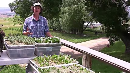 Leafy Greens Container Garden Course - Youtube