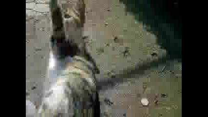 Коте с играчка тигърче