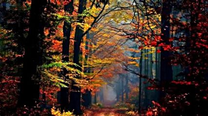 Pachelbel - Forest Garden Album