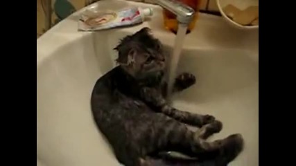 Котка се къпе