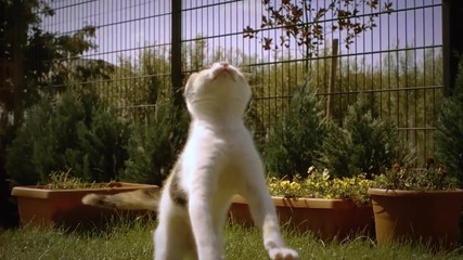 Коте в Slow Motion 720p 