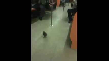 Гълъб се вози в метрото.
