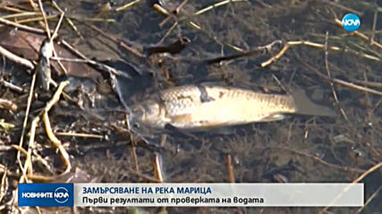 Още мъртва риба изплува от река Марица край Стамболийски