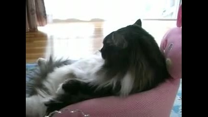 Ленива котка гледа телевизор като чoвек