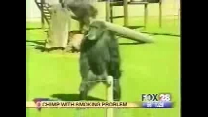Маймуна Пуши Цигара