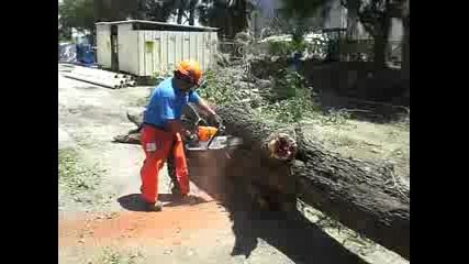 Breaking in The Stihl Magnum 660 w 36quot bar