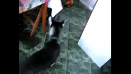 Siberian Husky; Raya Playing With Mario