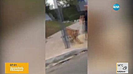 Мъж разхожда тигър на каишка