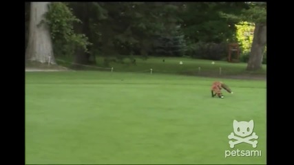 Лисица си играе с топка за голф!
