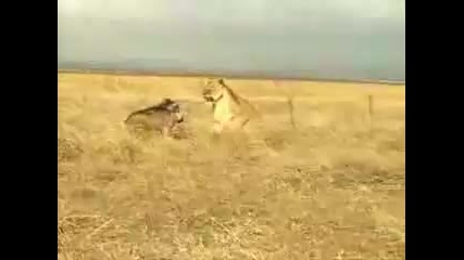 прасе бие лъв 