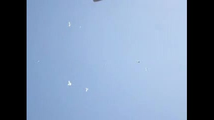 Пакистански гълъби в полет xvid 