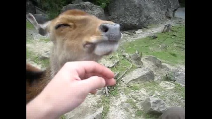 Сладко еленче !