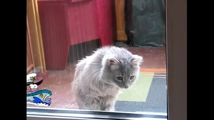 Пусни ме да вляза :) Mного смешна котка 