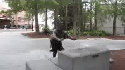 Parkour, Free Running, and Capoeira with Team Zoic