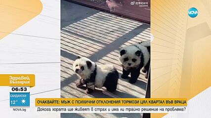 Зоопарк в Китай боядиса две кучета като панди
