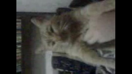Коте - Хитлер 