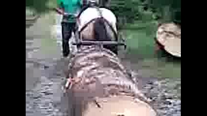 kartacha na stoqn