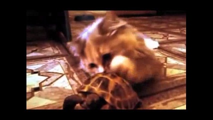 Коте и костенурка 