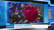 ПАРАД НА ЛАЛЕТАТА: Повече от 60 хиляди цветя красят Балчик