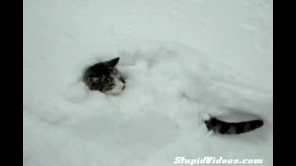Котенце се крие в снега 