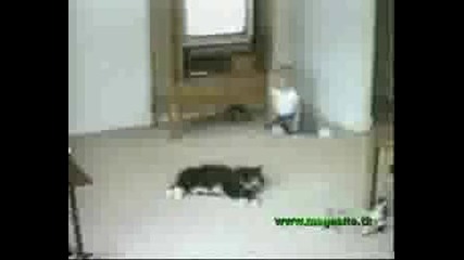 Смешни Животни