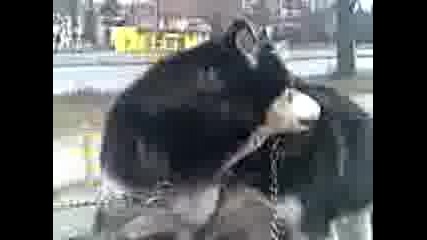 Хъскитата ми 