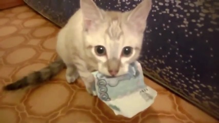 Котка не си дава парите